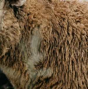 pexels-jonathan borba