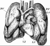 MYTHOPOEIA  SECTIONED